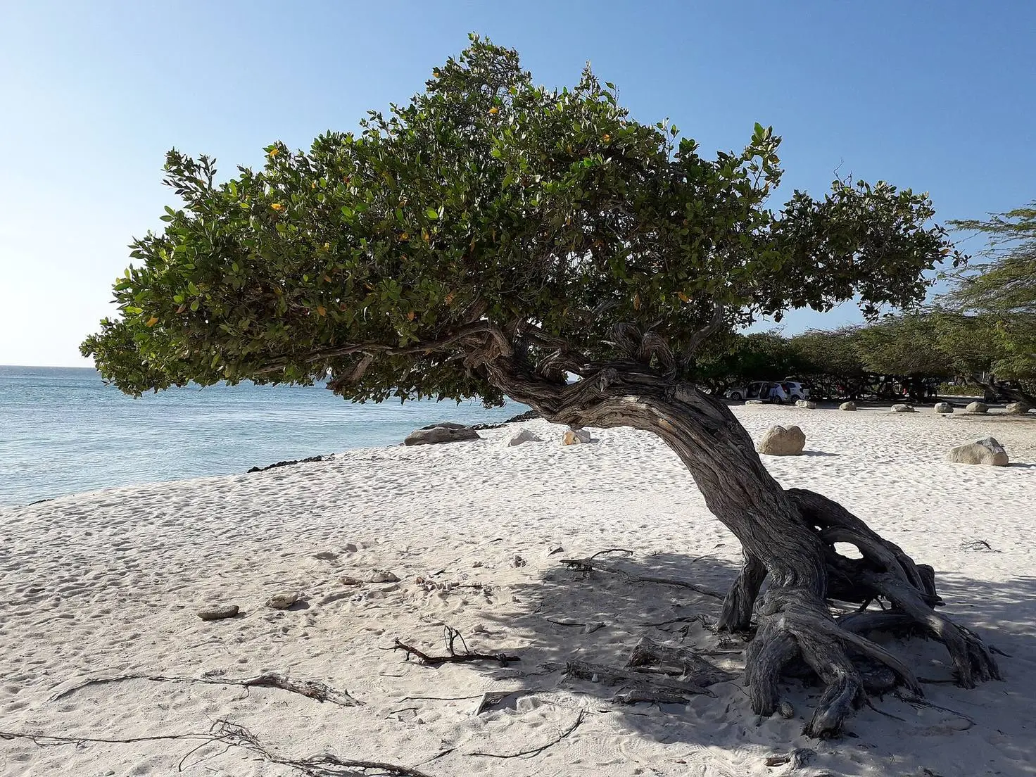 A divi divi tree on the white sand of Eagle Beach, Aruba